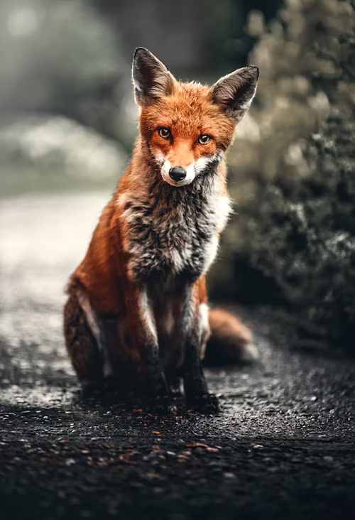 Fox